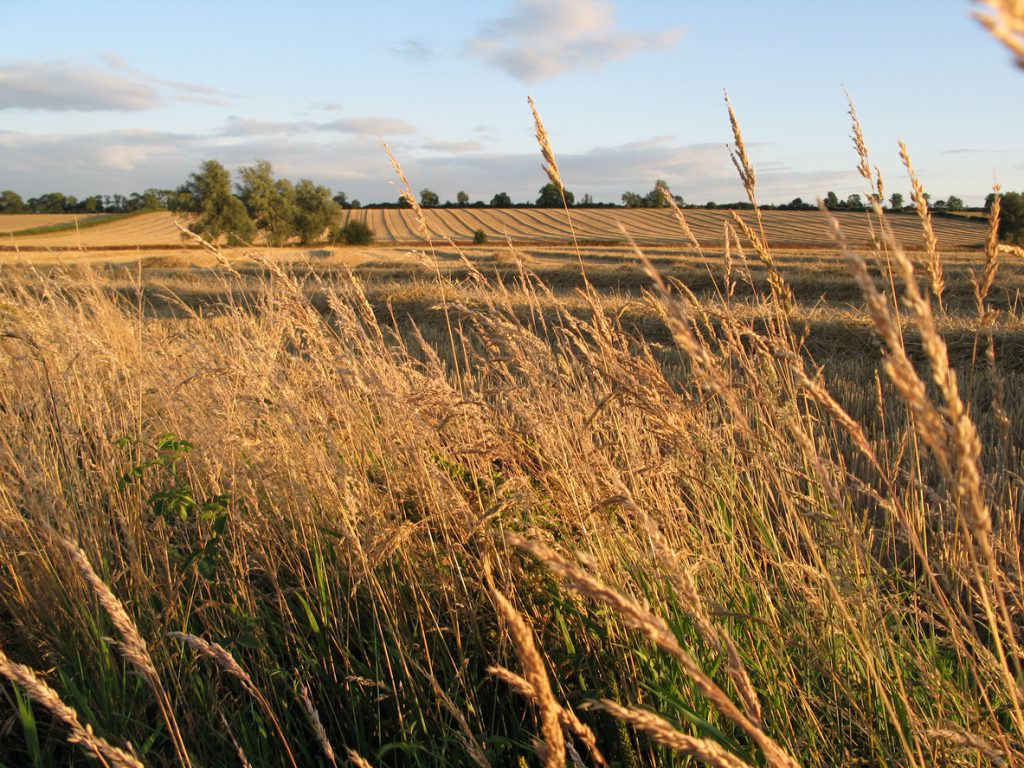 ripe wheat fields in late summer