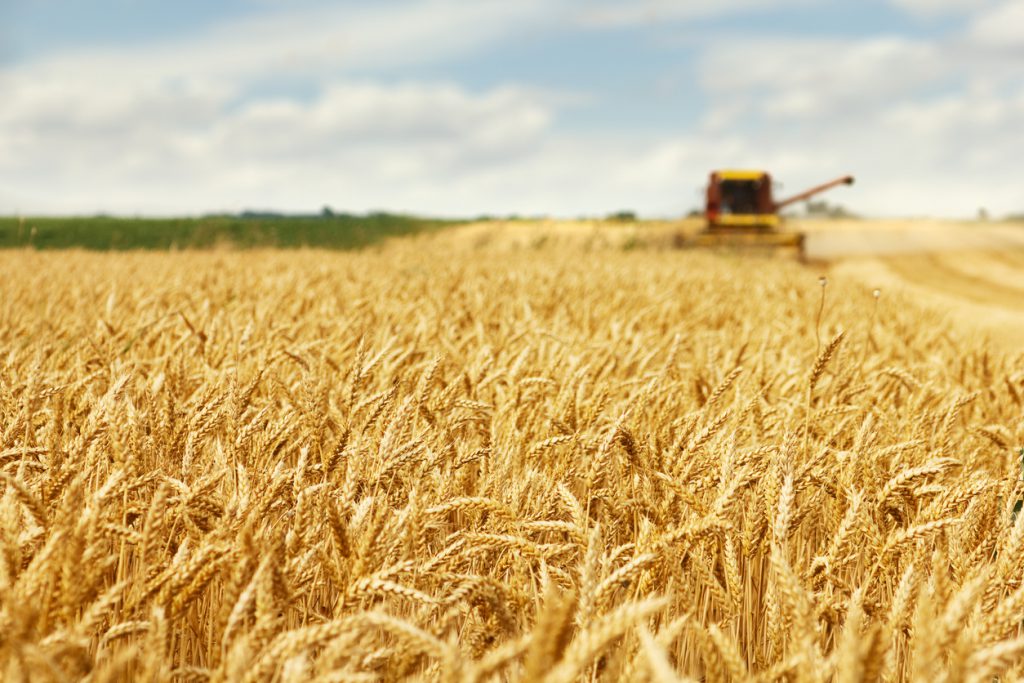 Harvester in action huge wheat field and combine harvester