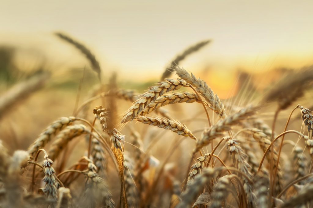 Wheat field in early sunlight.
