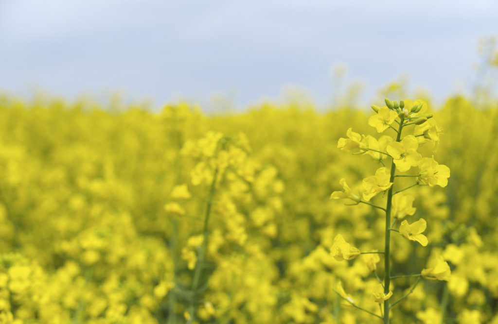 Close up of rape in a field