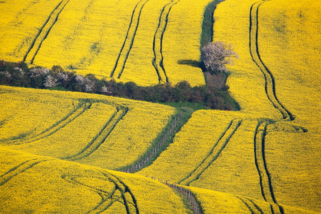Wavy yellow fields in South Moravian, Czech republic. Striped rolling sunny hills at sunset in spring. Minimalistic landscape with blossom trees and rapeseed field. Agriculture. Nature background rolling fields
