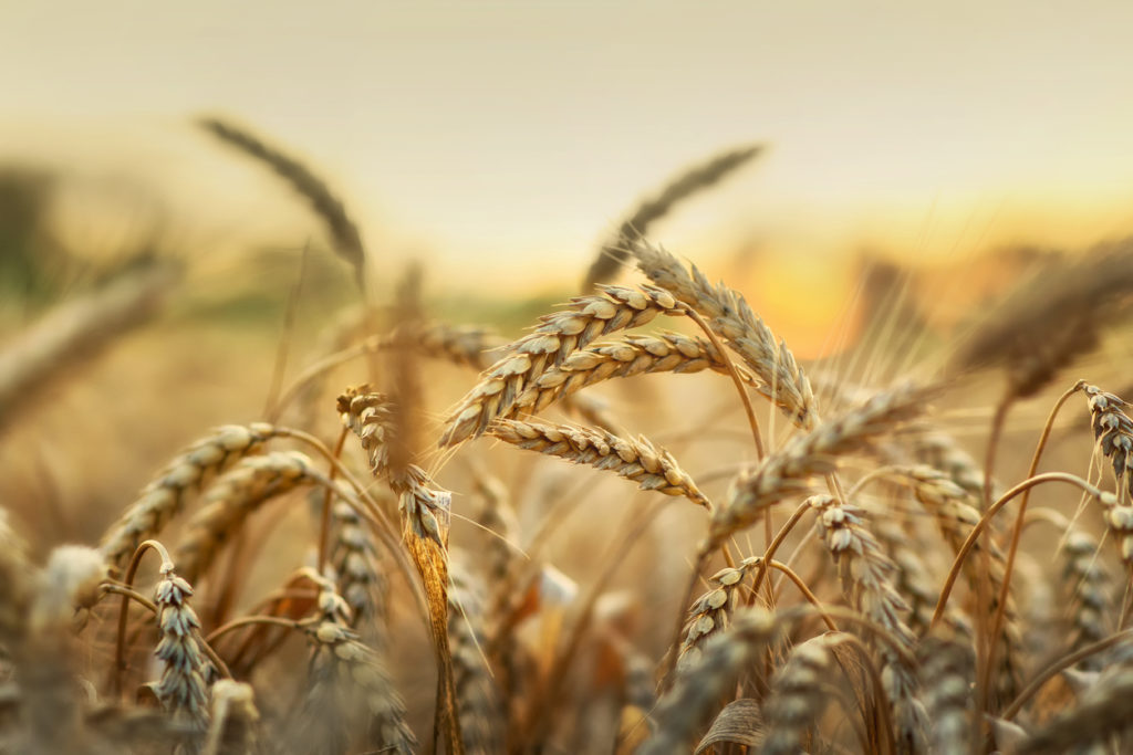 A close up of a sunny field of wheat