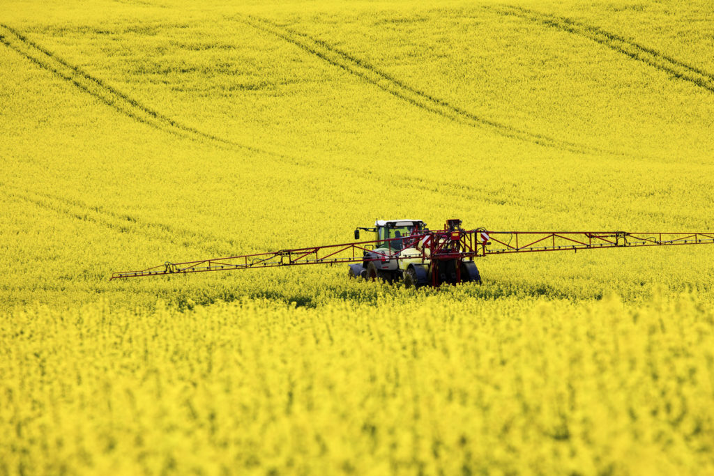 a tractor in a field of oil seed rape Tractor in a field of rape